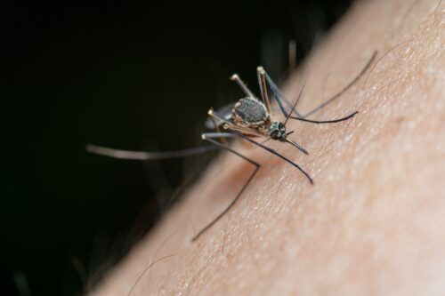 #3 – Dengue, chikungunya, maladie de Lyme, etc. : les maladies du climat qui nous menacent
