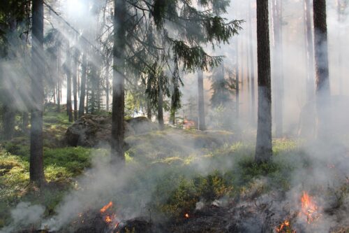 #2 – Derrière la destruction des forêts, l&rsquo;enjeu sanitaire des incendies